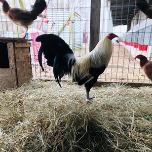 721K views · 10K reactions | Hello to all Hatch Village Followers! Hatch Village 2020 breeding program has officially begun! Below is a video of some of our personal Grey Hatch Brood fowl! These are not for sale for viewing only! Sons and daughters will be for sale out of this brood fowl in the fall of 2020! Thank you so much for your time! All Fowl sold for breeding purposes only! | Hatch Village Farms | Facebook