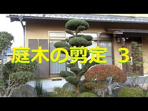 庭木の剪定３