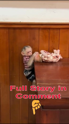 294K views · 2.8K reactions | full video story in first comment | Monkey TavTav | Facebook