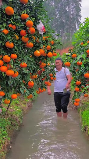 Orange Fruit Harvesting Video Compilation