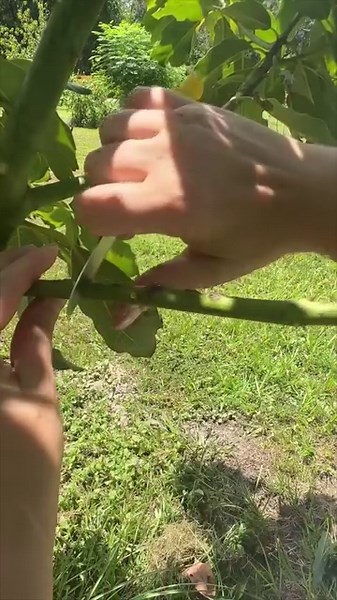 We get shown how to grow a mango from a mango, and how to clone almost any tree at home using a ziplock bag 🤯🥭🌲 With @thezenhenandthehoneybee | Foodporn