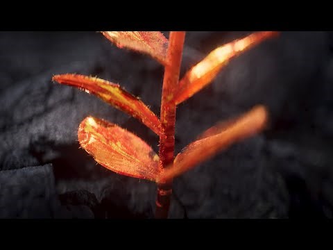 Blanke & RIOT - Revival (Visualizer)