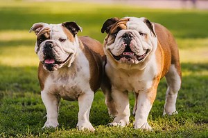 Training Your English Bulldog: Best Tips, Common Mistakes, and More!