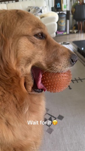 Golden Retriever's Sweet Birthday Celebration