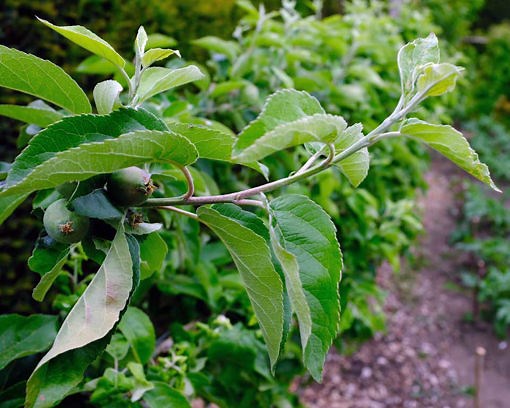 Green Gage Plum