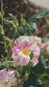 Introducing The King’s Rose™ (Ausa27a16). A tribute to the enduring...