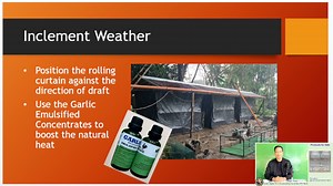 35 reactions | Commercial production of native chicken for market - A lecture series | Philippine Native Chicken | Facebook