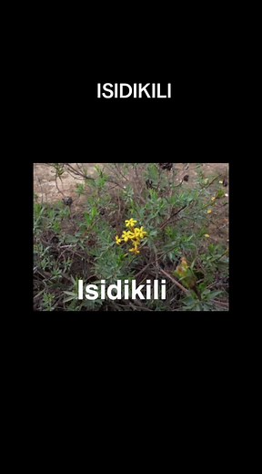 Isidikili: Traditional Medicine and African Spirituality