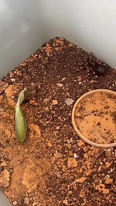 Insect Wars | Mantis vs Tarantula 🔥☠️#InsectWars #Insects #Wildlife #Tarantula #Mantis | Instagram