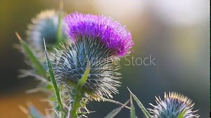 Burdock flowers, buds and leaves growing in herbal garden. Blooming medical plant burdock Arctium lappa, greater burdock, edible burdock, beggar's buttons, thorny burr in slow motion