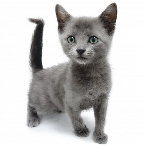 ロシアンブルー | ペットショップ マルワン 小さめ子犬 美形な子猫 初心者安心のサポート