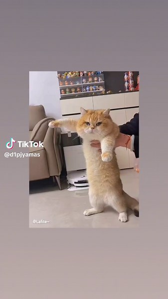 Kucing Joget: Video Lucu Kucing Menari