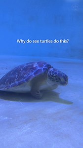 54K views · 3.2K reactions | 殺 Why do sea turtles do this? Resting sea turtles may cross flippers for stability and comfort, while an exact scientific consensus is not readily available, marine biologists and observers suggest that when sea turtles cross their flippers while resting underwater, it is likely a posture associated with stability, comfort, and energy conservation. | Sea Turtle, Inc | Facebook