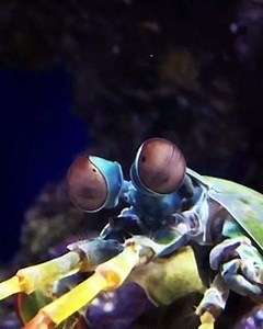 4.3K views · 94 reactions | Introducing our new mantis shrimp! Curious Creatures: From the Travels of Robert Ripley opens this Friday, March 2 at 9am. Included with general admission. | Ripley's Aquarium of Canada | Facebook