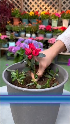 Free Azalea Flowers! 🌺 Easy Propagation Trick ✂️