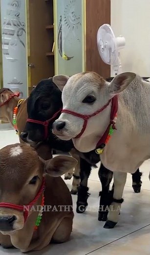 Pet Cows are so Short & Cute 😍 Which could be raised in your Home #youtube #viral #cow #love #a
