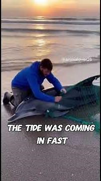 Found Dolphin Suffocating in Nets What Happened Next #wildlife #rescue