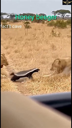 Honey badger the king of jungle
