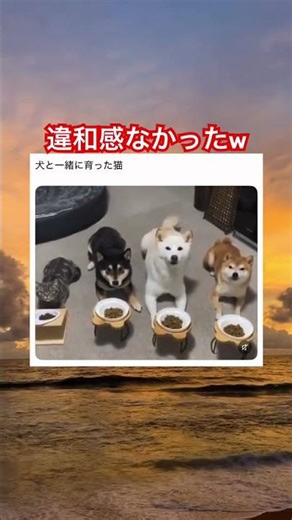 犬と一緒に暮らす猫w #shorts#tiktok#Twitter#おもしろ#お笑い#おすすめ#犬と猫#動物#癒し #面白い#おもしろ動画#爆笑#バズれ