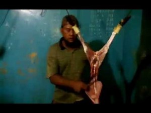 Cara menguliti kambing secara sempurna