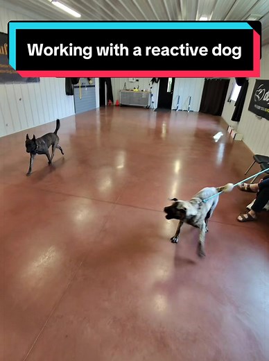 Reactive Dog Training: Balanced Handling Techniques That Work Fast