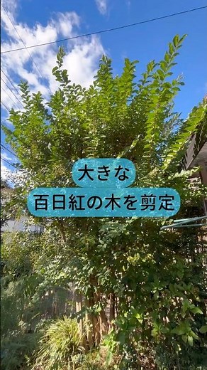 【百日紅】脚立が届かない時は登って剪定#サルスベリ#庭師