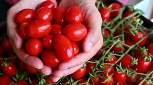 What Diseases Can Be Caused by Eating Too Many Tomatoes?
