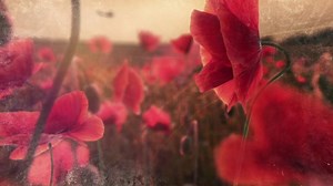 Robert Plant - Rainbow _ Official Music Video 2014