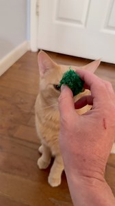 125K views · 5.2K reactions | He has a special “play with me” meow. 梁❤️ #mycat | Justin Jones | Facebook