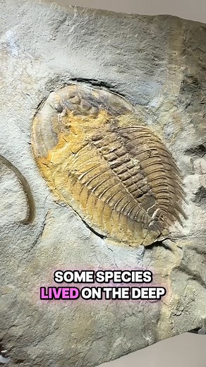 How are trilobite eyes so perfectly preserved for ~500 million years!? 👀 | Houston Museum of Natural Science