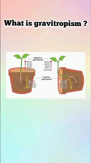 what is gravitropism❓ #gravitropism #plant
