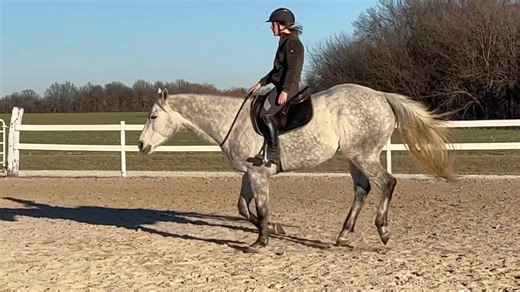 Mozzie’s first time going bridleless and of course he was a superstar! This one is special! | KNR Equine