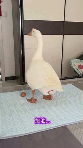 Big Goose Egg Secrets: Unveiling the Joyful Life of Goose Farmers