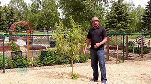 Tips and Tricks On How To Stake A Tree  (Gardening Tips And Tricks)