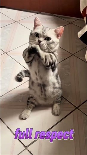 This Cat Is DEFINITELY Not From Earth... #cute cat#funny cat#alien cat