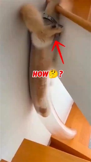 How cat fits on ALMOST all holes🤔 #animals #shorts #shortvideo
