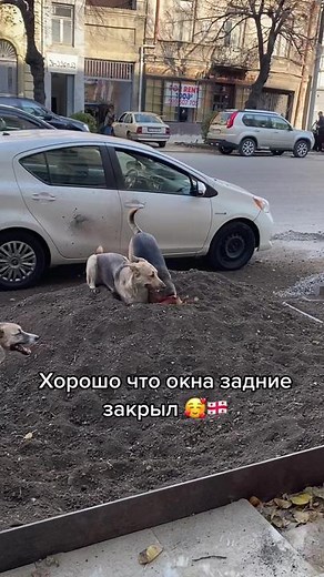 Вчера оставели заначку Это гразия сынок 🇬🇪🤦🏻‍♂️