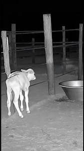 Mother Cow Saves Calf from Wolf — Night Vision Security Footage!