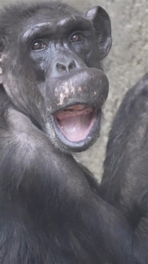 Riet, alpha female chimpanzee, Schimpansin Riet, Pongoland,big chimpanzee group,Zoo Videos Germany