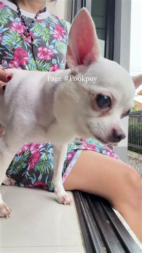 I lovely My dogs #dogs #love #beautifuldog #dog#instagood #puppy #cute #dogstagram #Short videos