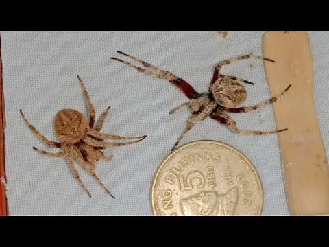Super Fight 2021 - 3 spider fight Philippine Spider Derby