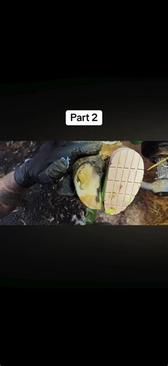 Cow pain relief: hoof care, trimming and cleaning