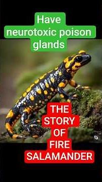 The Story of Fire Salamander