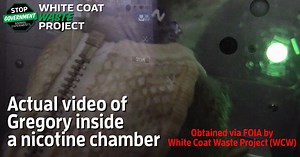 125K views · 310 reactions | Meet Gregory (govt ID #5334). An FDA lab wasted $5.5M to addict him to nicotine—until we shut it down! Sign NOW to demand Congress END ALL government  experiments. | White Coat Waste | Facebook