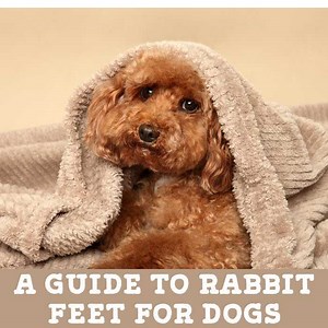 A Guide to Rabbit Feet for Dogs (by Jo the Vet) - Kip & Twiggy's