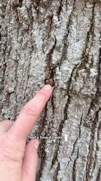 “How do you remove maple taps & does the tree heal?” #homesteading #kawasaki #maple