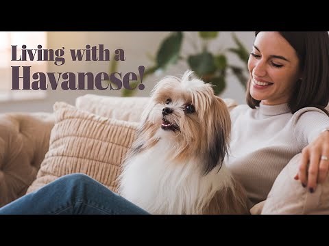 Living with a Havanese