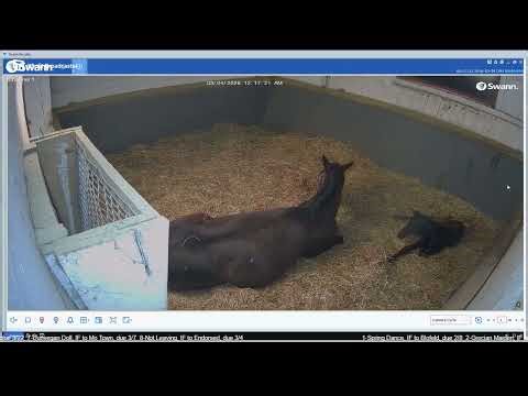 26 Spring Dance filly by Blofeld, born 3/4/26 @ 12:09 am