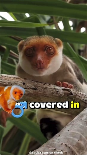 AN UNKNOWN ANIMAL 🔍🐒