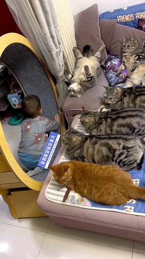 Lovely Cat Online on Instagram: "🎥 from @路飞与肉肉 - DY #lovelycatonline . . . #catloversclub #cat #cats #catofinstagram #catoftheday #catlover #catsagram #catlovers #cat_features #catlady #catlife #catlove #catsgram #cutecat #cutecats #cutest #meow #kittycat #topcatphoto #kittylove #mycat #instacats #instacat #ilovecat #kitties #gato #kitten"